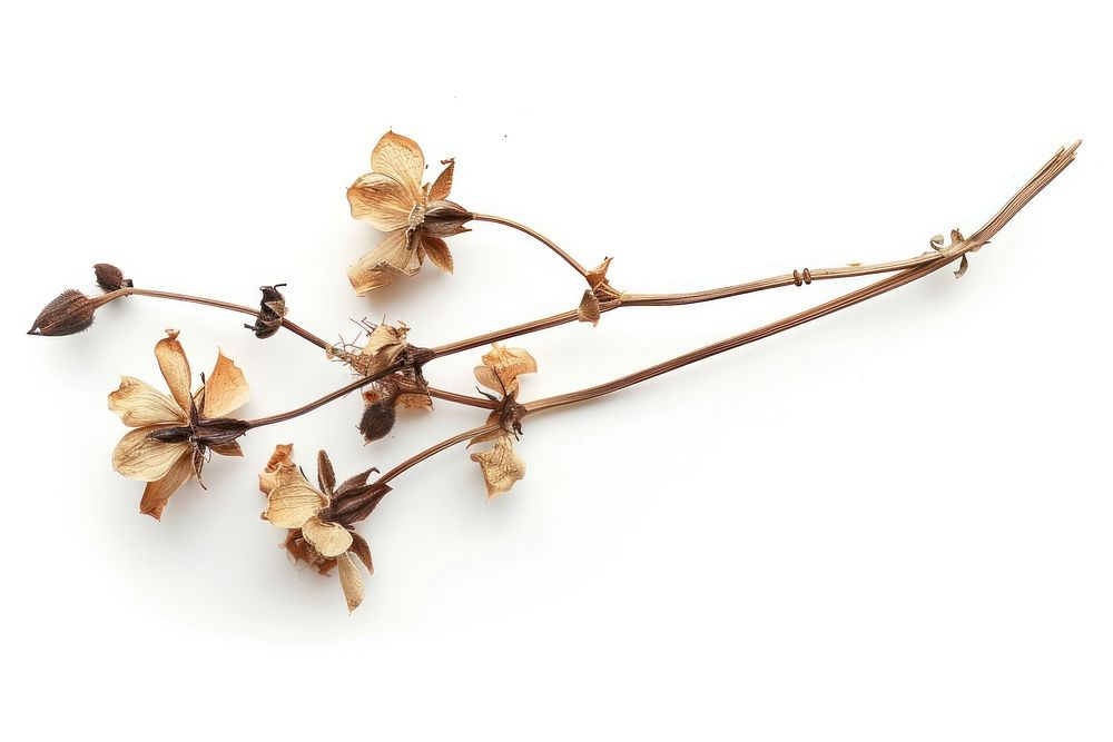 Dried flower plant white background accessories.