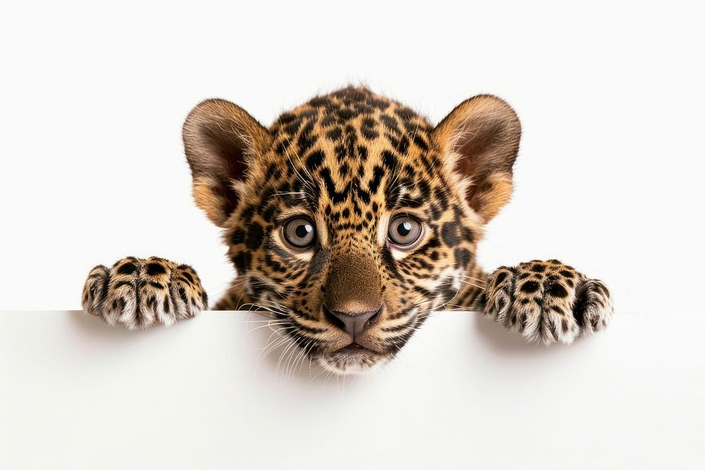 Jaguar wildlife leopard cheetah.