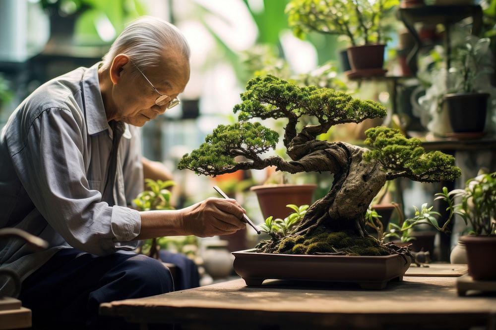 Elderly chinese man trimming bonsai nature garden plant.