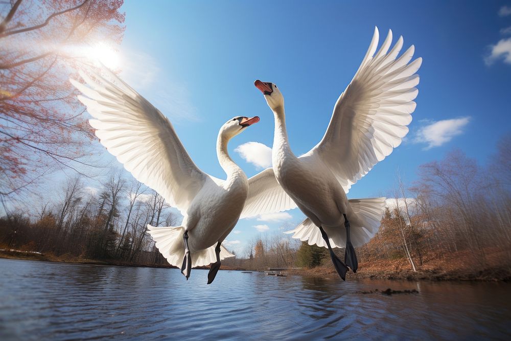 Swan flying together outdoors animal bird.