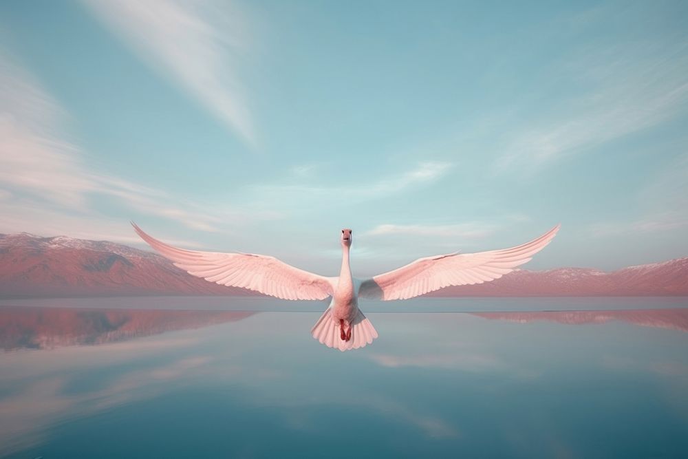 A swan flying on the sky outdoors animal nature.
