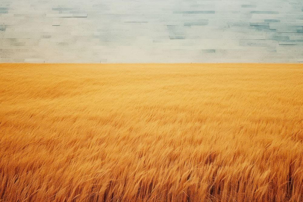 Wheat field agriculture landscape outdoors horizon.