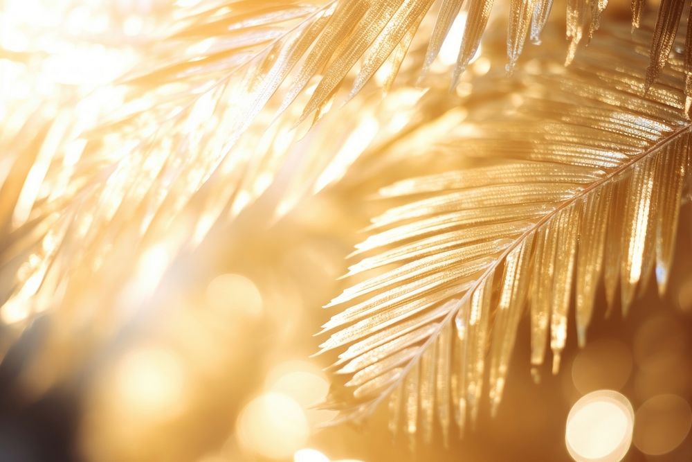 Gold palm tree branch backgrounds christmas light.