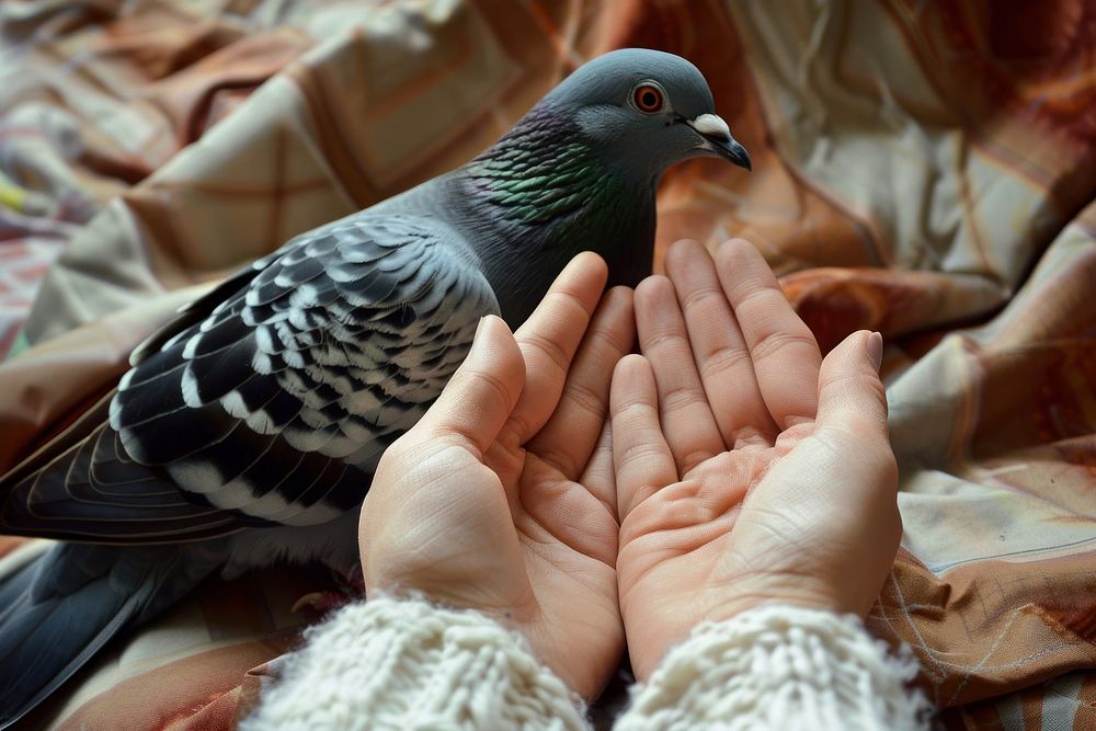 Free bird pigeon hand animal finger.