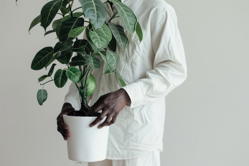 Man cleaning up the houseplant adult white flowerpot.