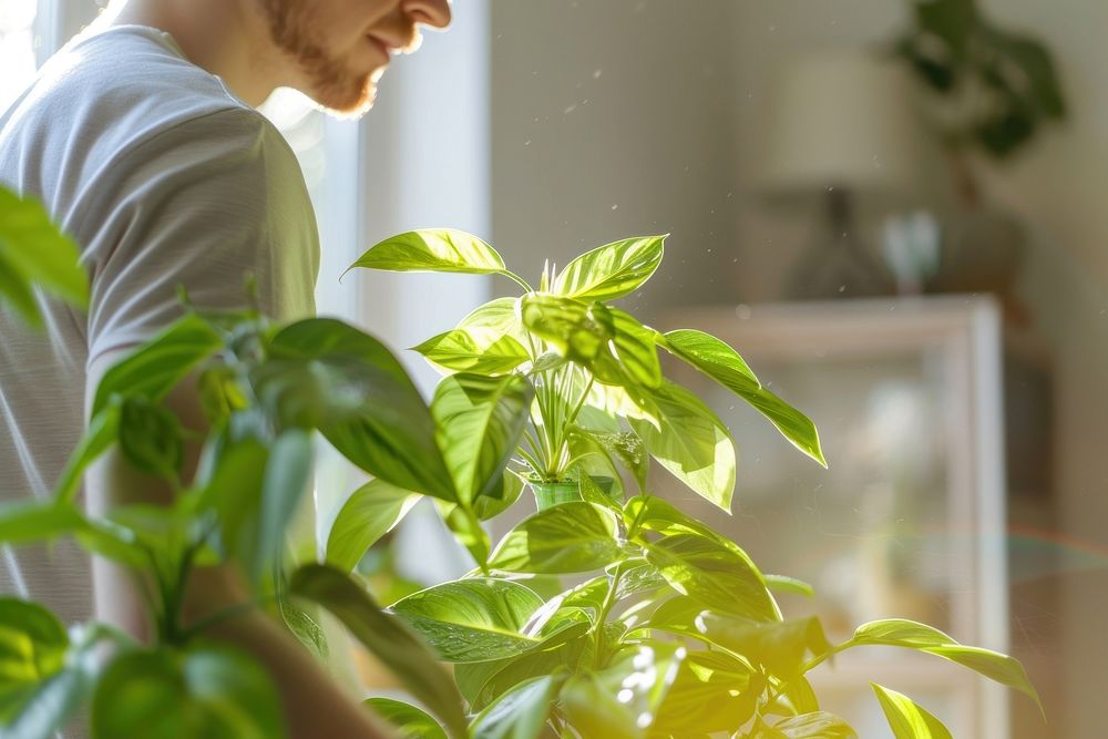 Man cleaning up the houseplant nature adult leaf.