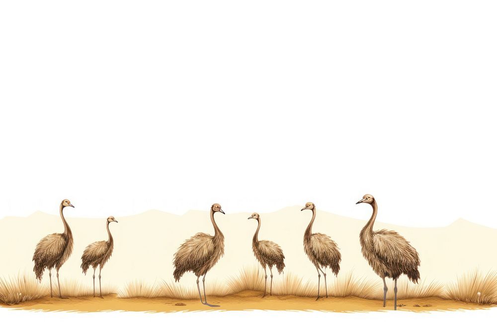 Ostrich line horizontal border ostrich animal bird.