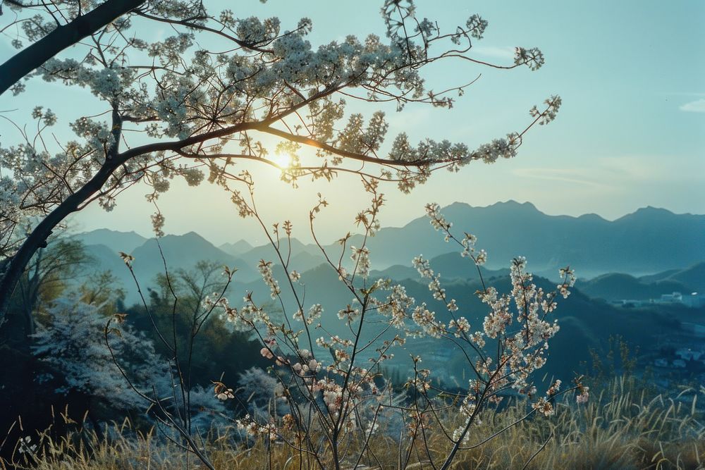 Photo of a Cherry blossom landscape sunlight outdoors.