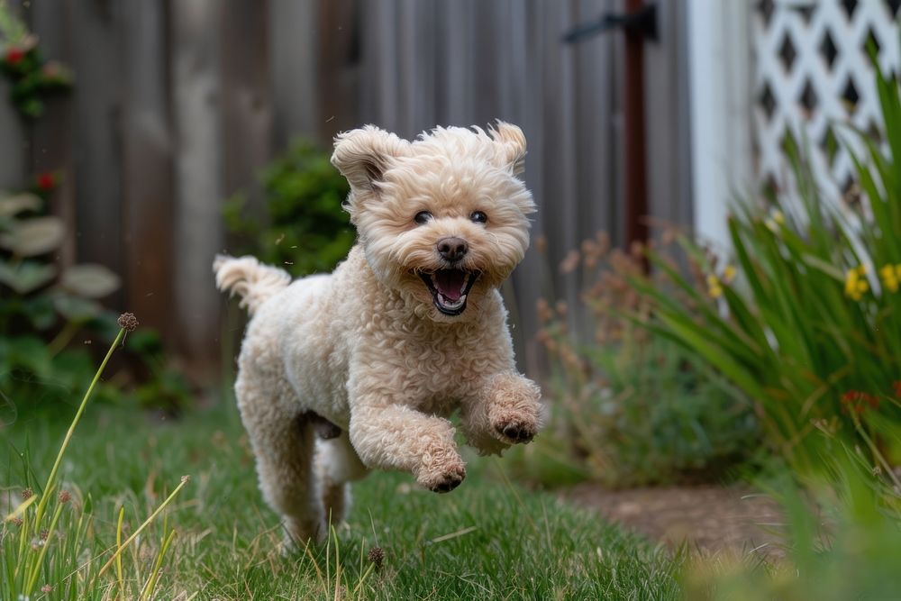 A dog running in the yard outdoors mammal animal.