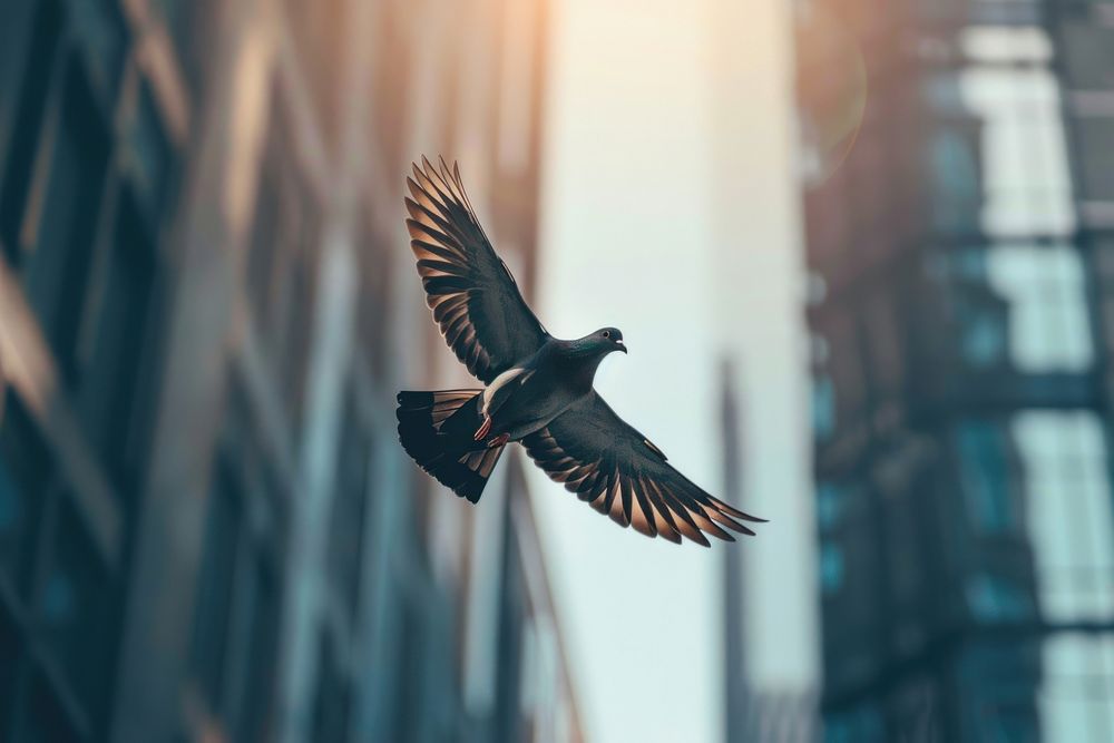 Pigeon flying in the sky animal bird city.