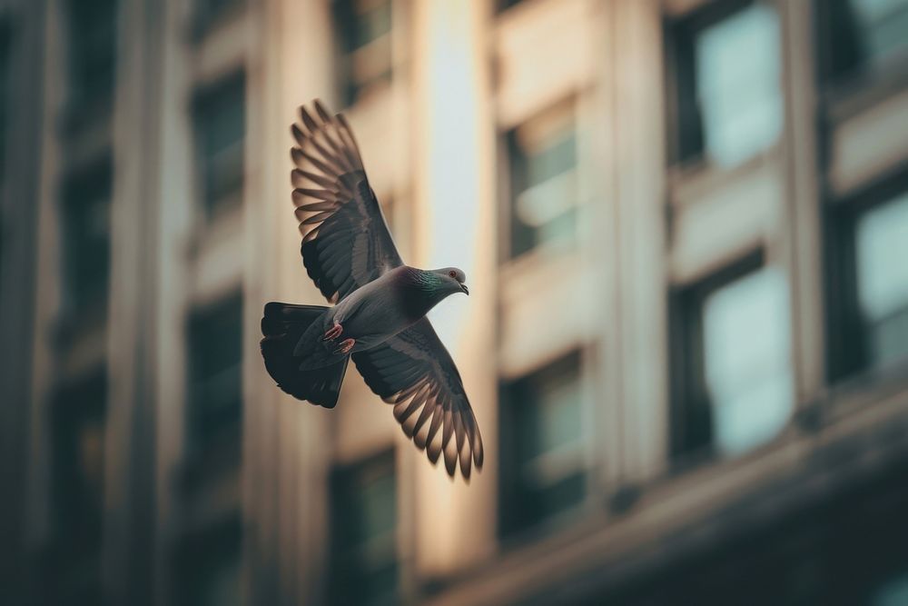 Pigeon flying in the sky animal bird city.