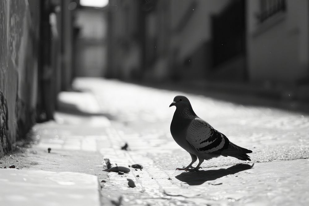 Pigeon in the street city animal bird.