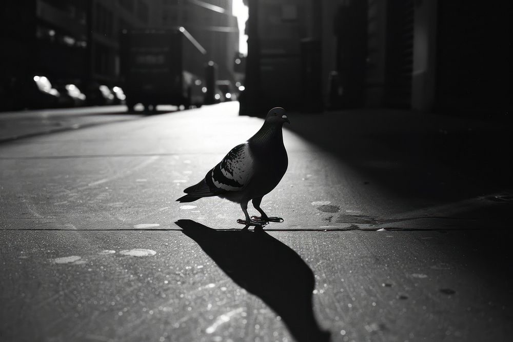 Pigeon in the street city animal light.