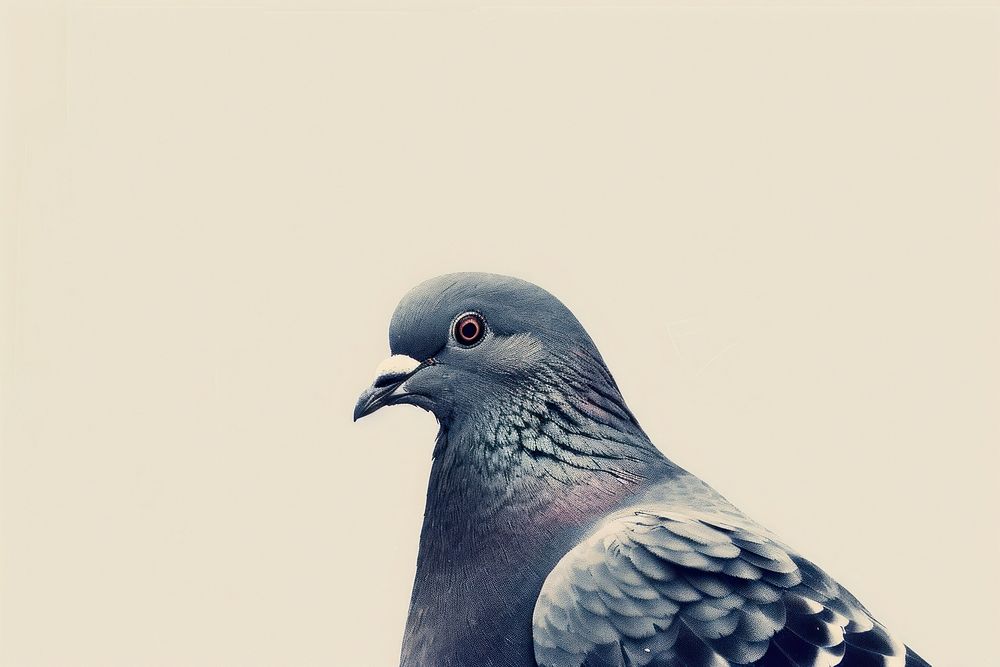 Pigeon animal bird wildlife.