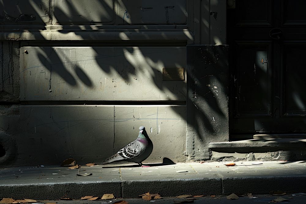 Pigeon pigeon animal bird.