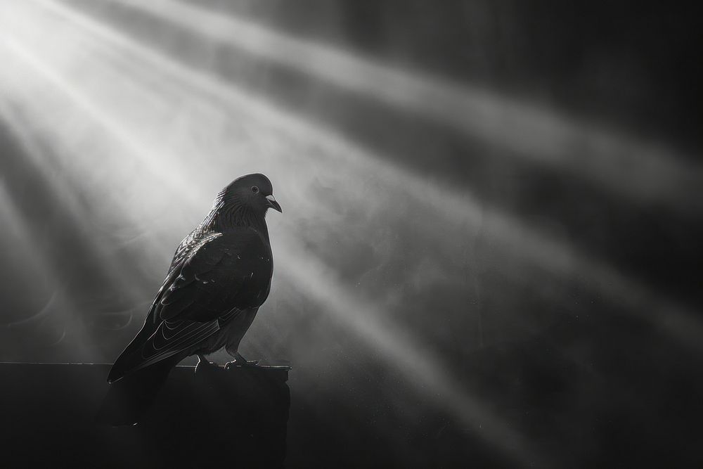 Pigeon animal pigeon light.