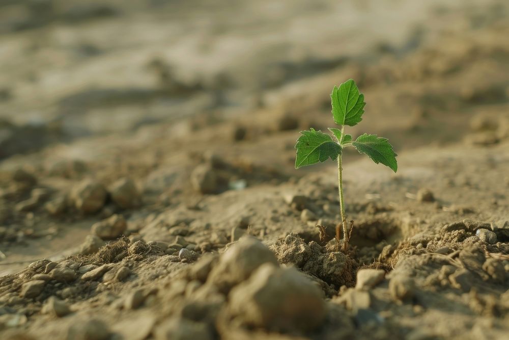 A plant rising out of the dirt green leaf soil.