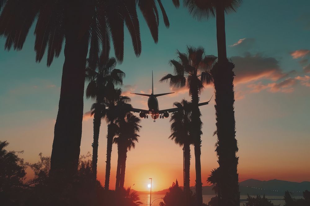 A plane with palm trees outdoors sunset nature.