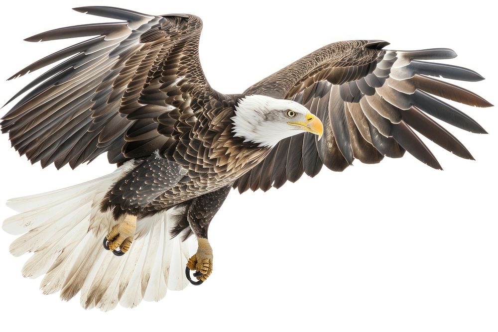 American bald eagle animal flying bird.