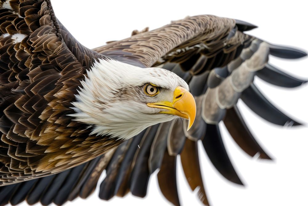 American bald eagle animal beak bird.