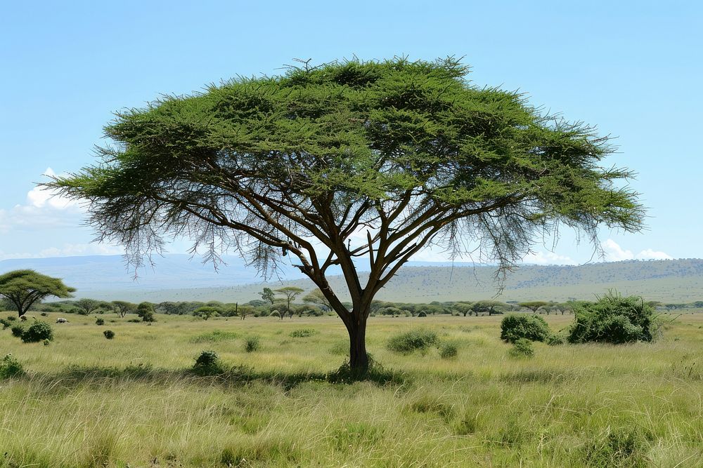 Beautiful landscape with tree in Africa grassland outdoors savanna.