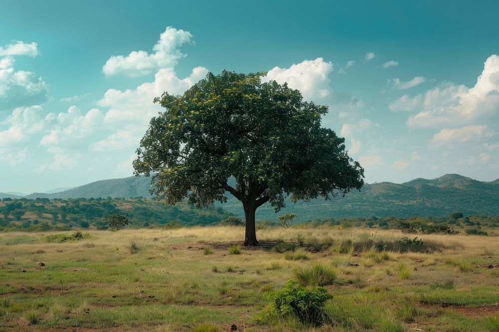 Beautiful landscape with tree in Africa plant day tranquility.