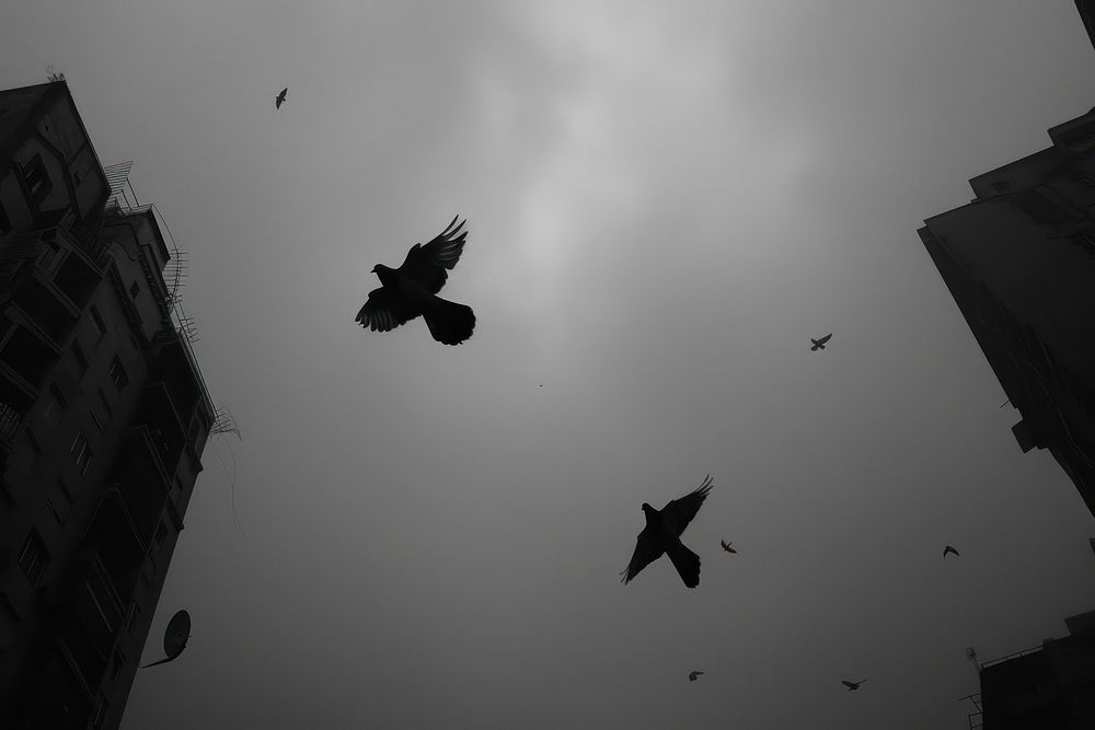 Pigeons flying in the sky bird silhouette transportation.