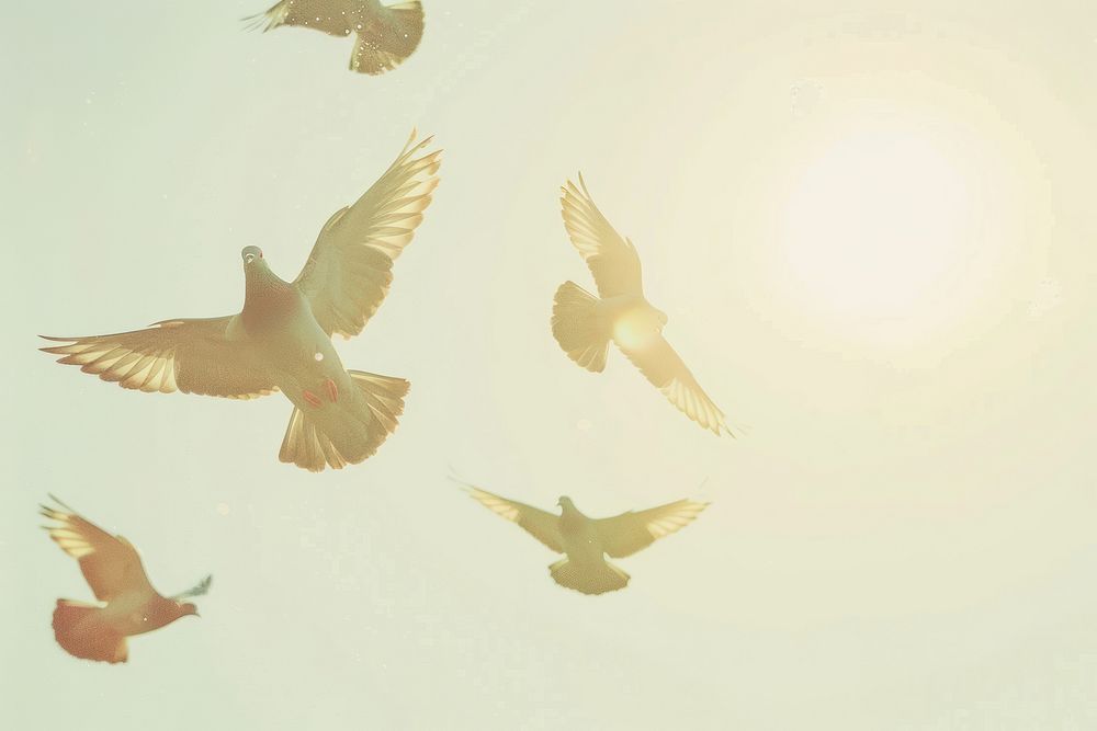 Pigeons flying in the sky animal bird wildlife.