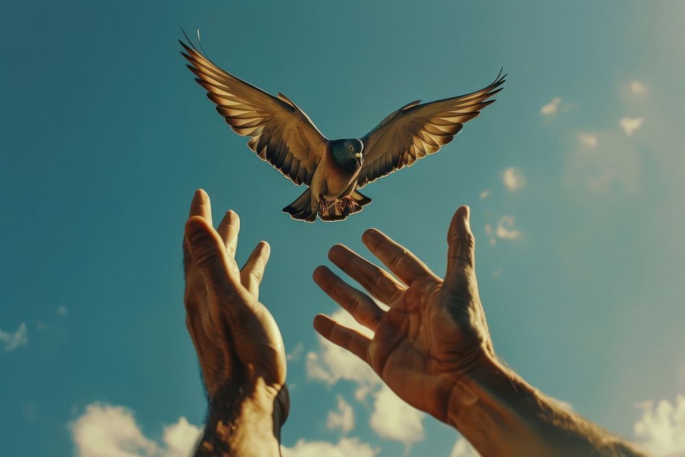 Free bird pigeon flying hand animal.