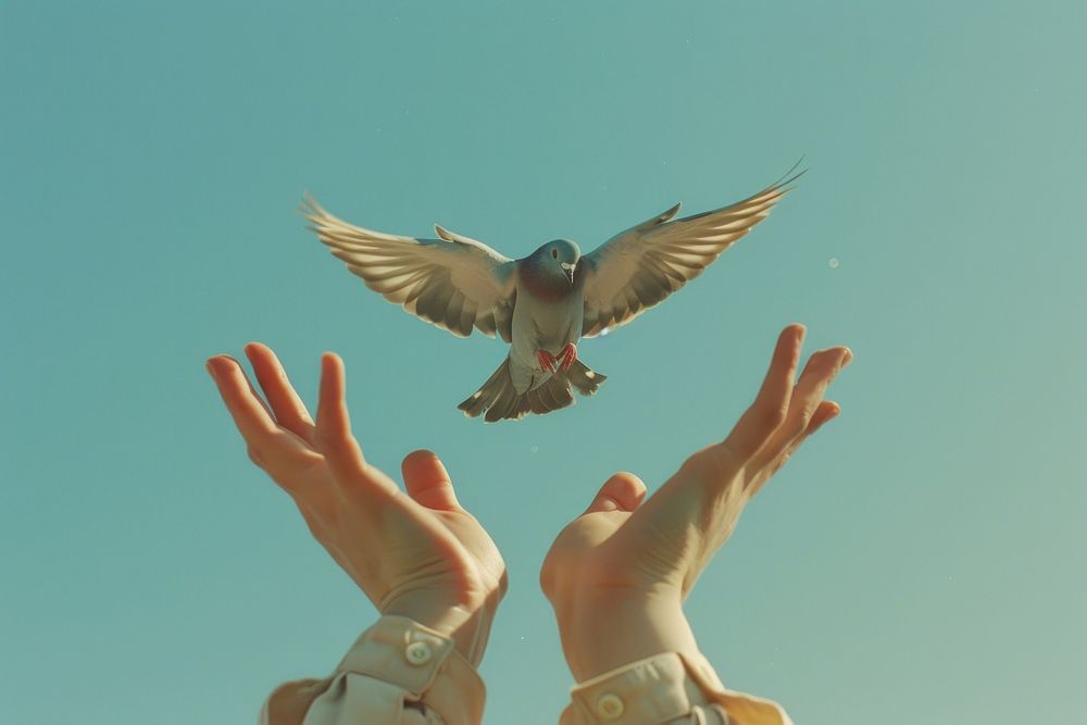 Free bird pigeon flying hand animal.