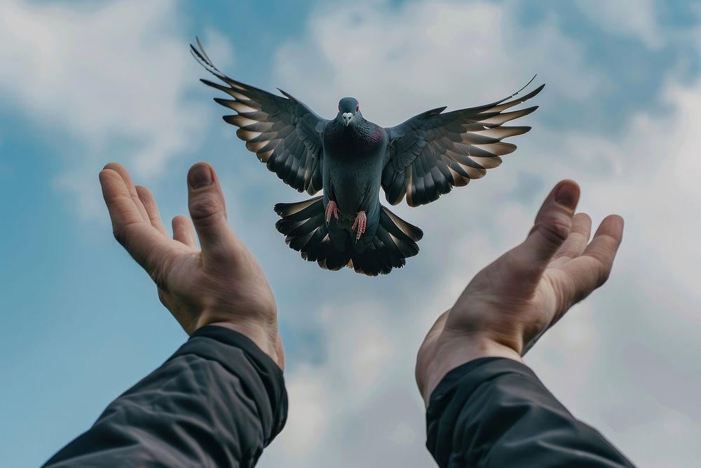 Free bird pigeon hand animal flying.