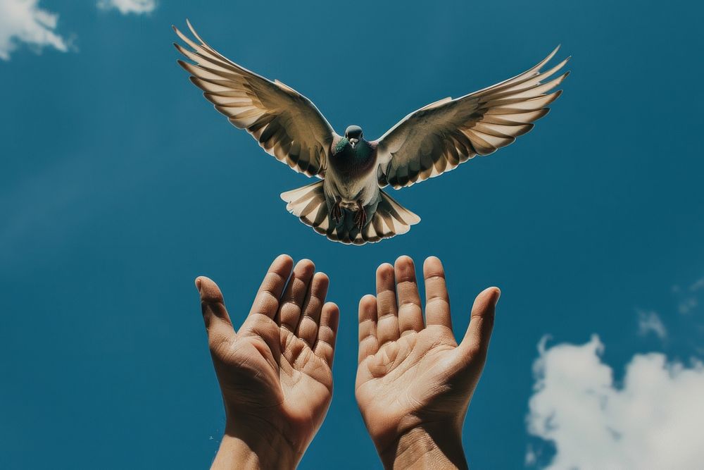 Free bird pigeon hand flying sky.