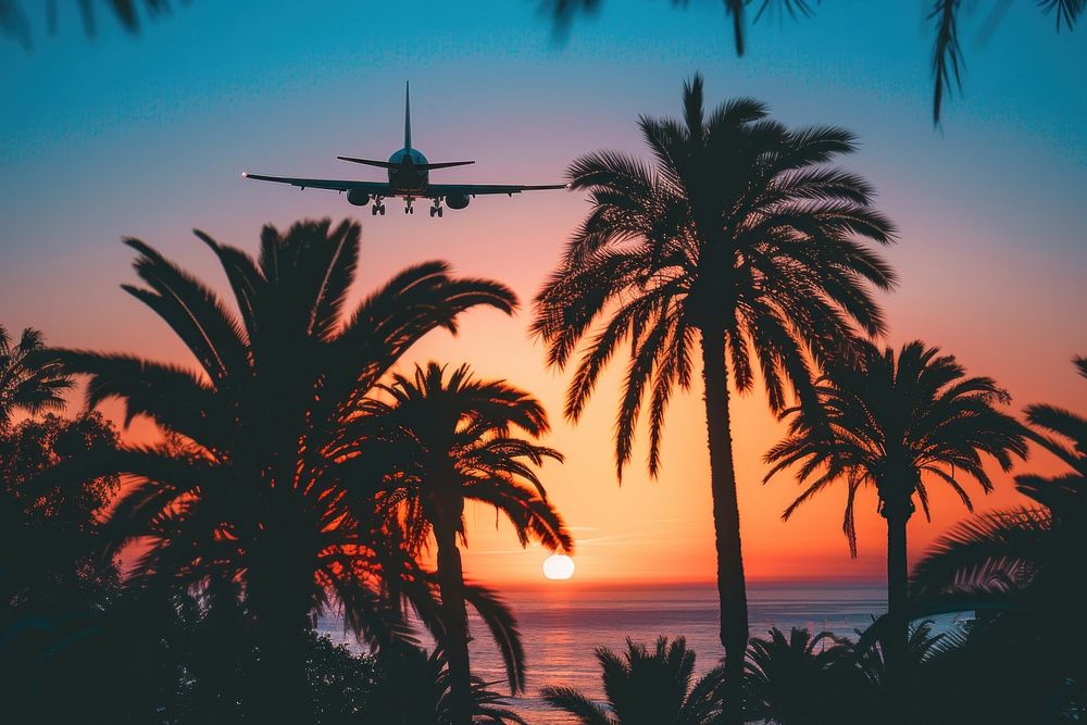 Palm trees with a plane silhouette airplane aircraft outdoors.