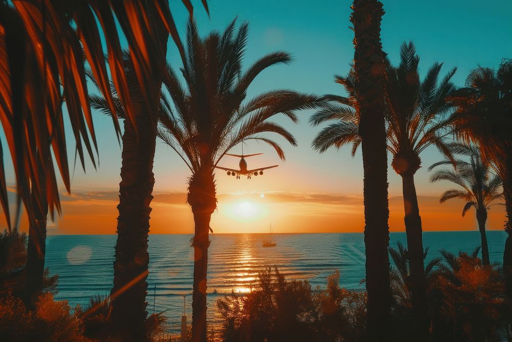 Palm trees with a plane silhouette sea aircraft outdoors.