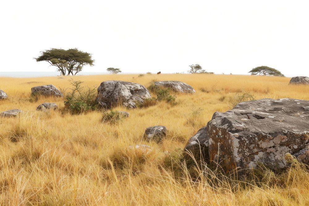 Kenya savanna grass rock.