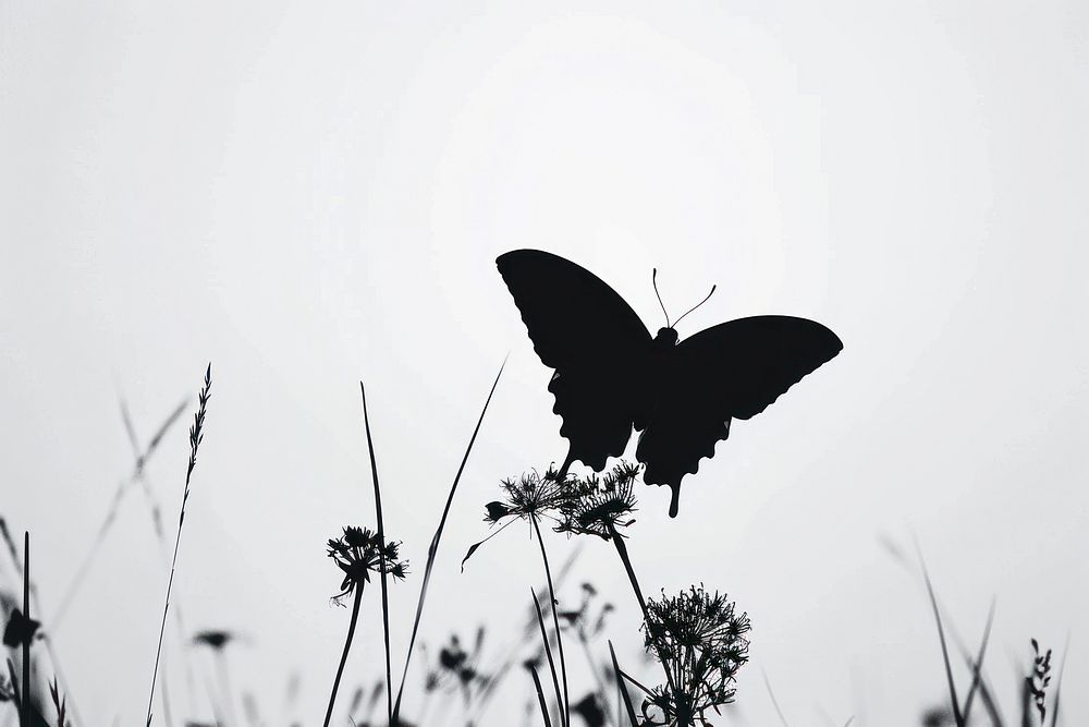 A butterfly silhouette animal backlighting.