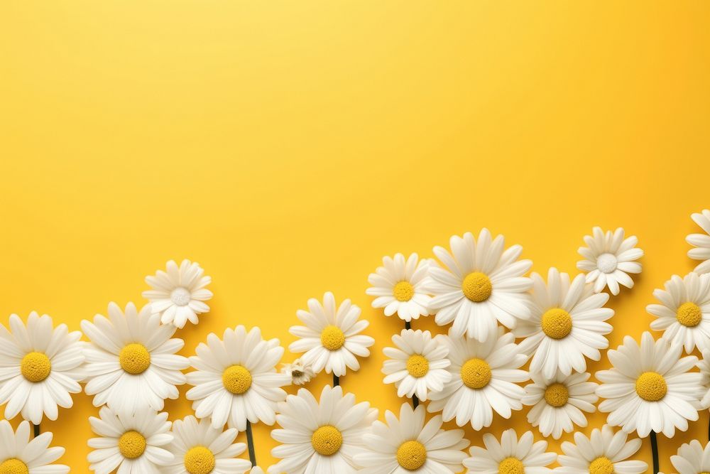 Daisy backgrounds flower yellow.