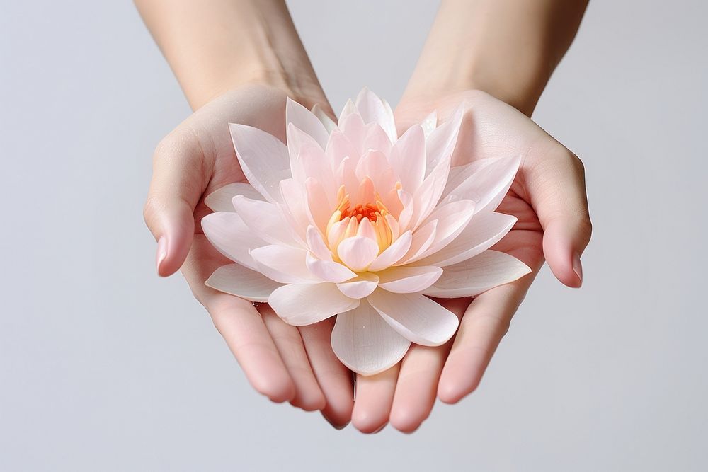 Hands holding water lily flower finger petal.