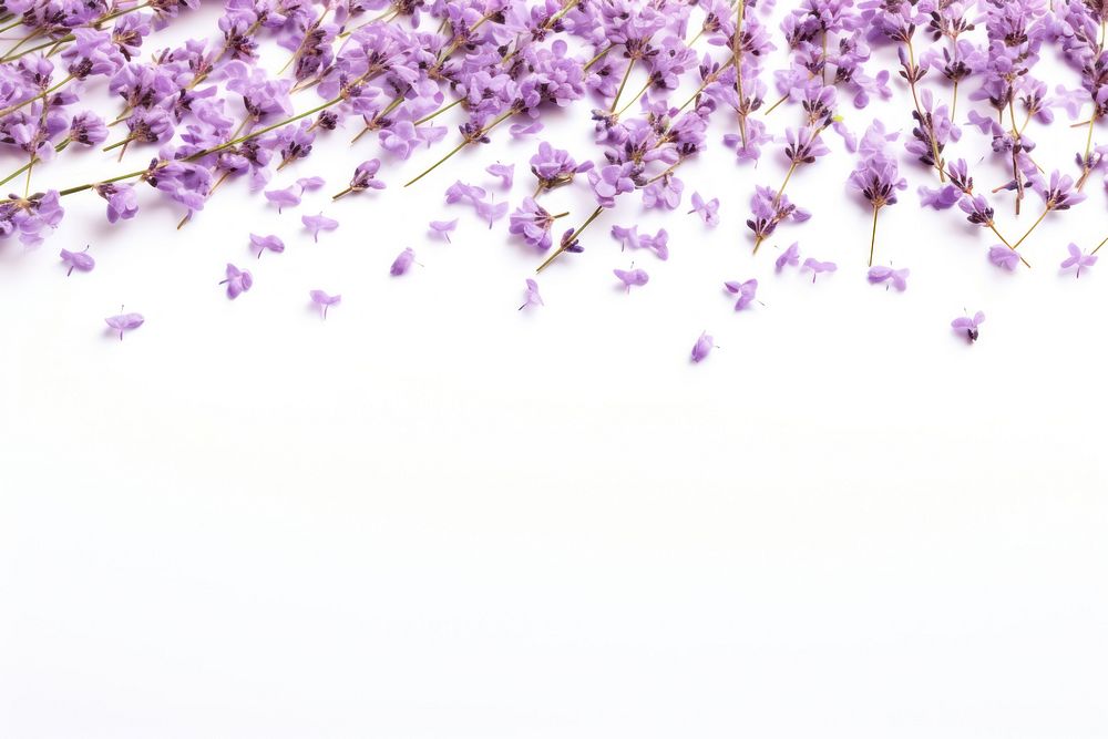 Lavender Floral confetti border backgrounds blossom flower.