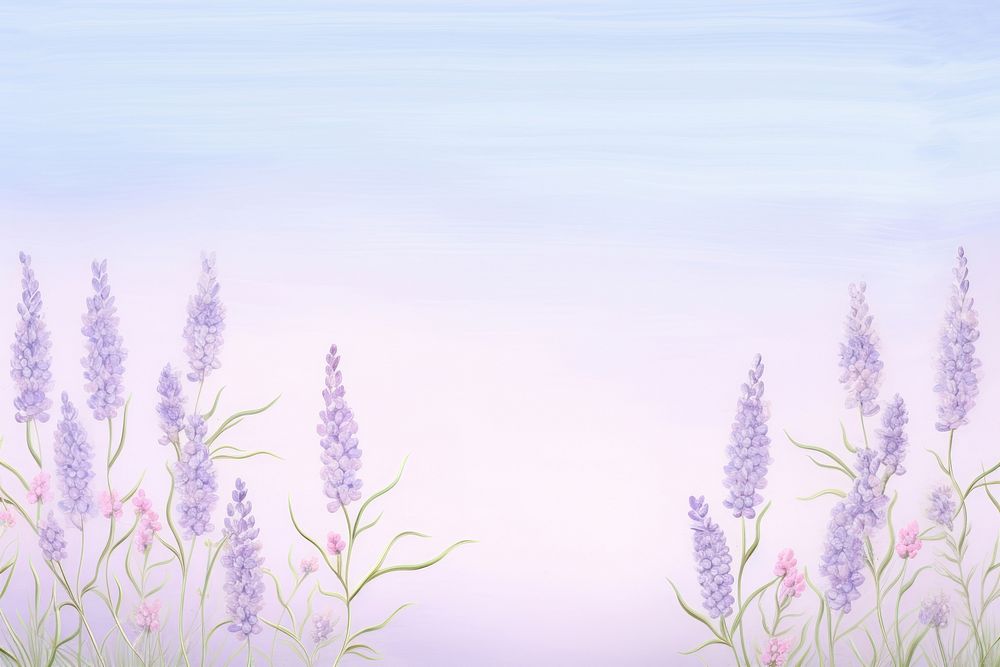 Lavender flower border backgrounds landscape outdoors.