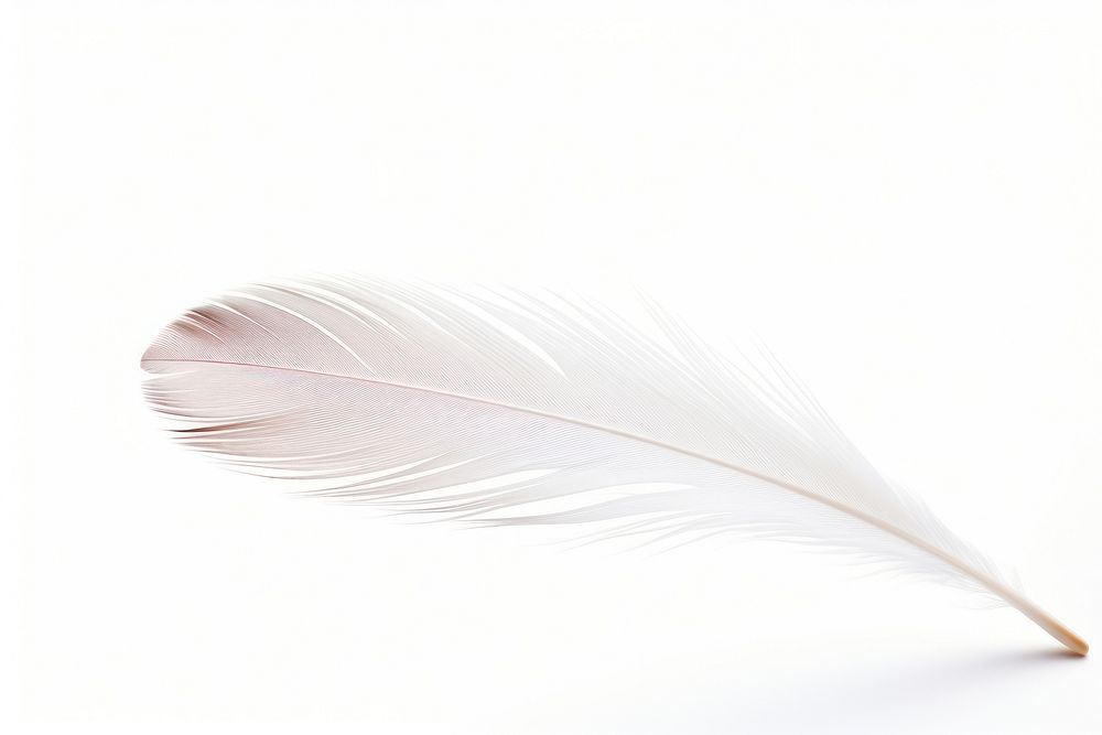 Feather feather white white background.