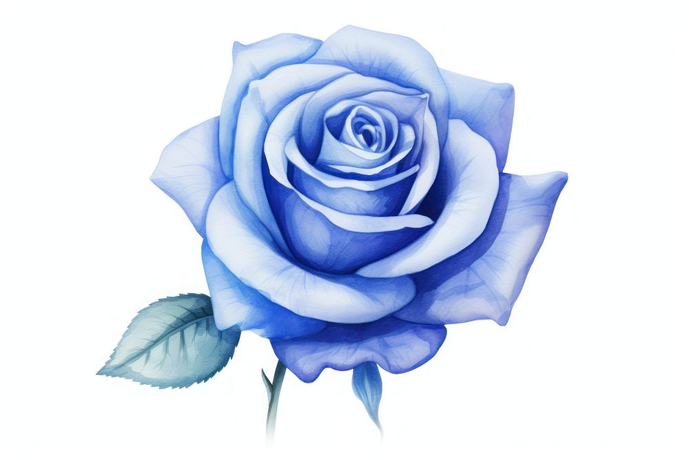 Blue rose flower plant inflorescence creativity.