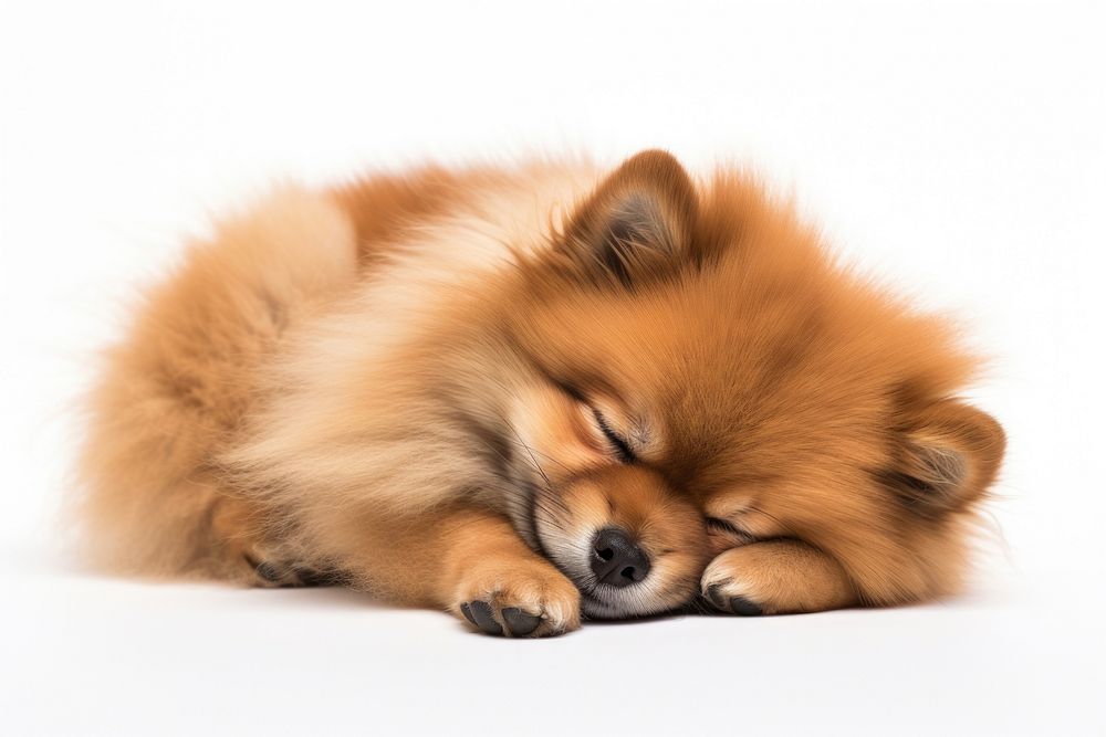 Pomeranian sleeping mammal animal puppy.