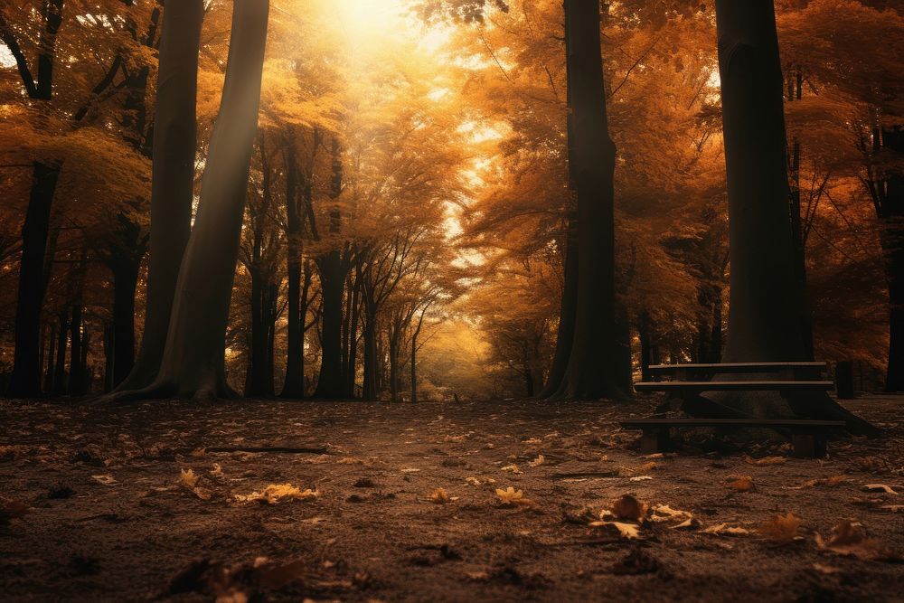 Autumn backdrops landscape forest.