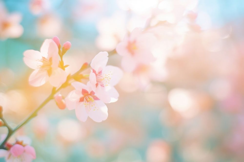 Cherry blossom outdoors flower nature.