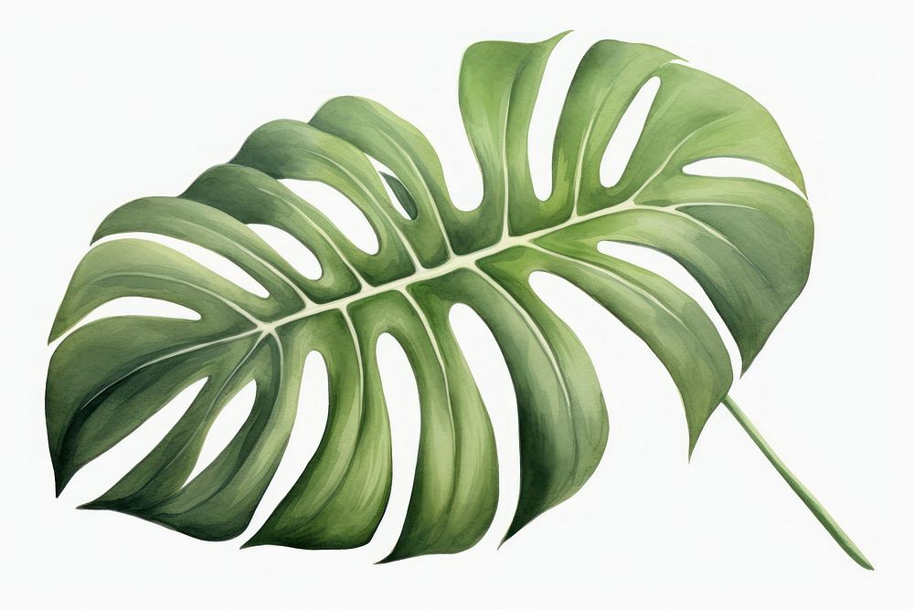 Botanical illustration monstera leaf plant freshness pattern.