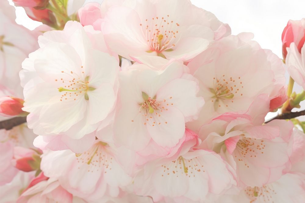 Cherry blossom Floral Photography flower backgrounds petal.