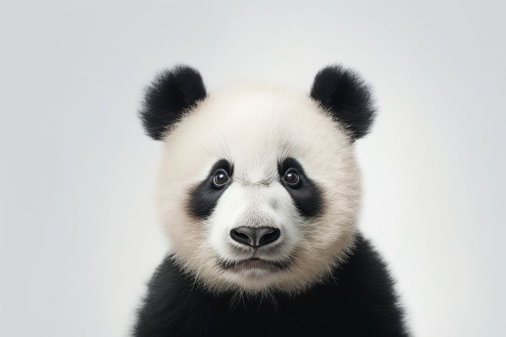 Panda wildlife mammal animal.