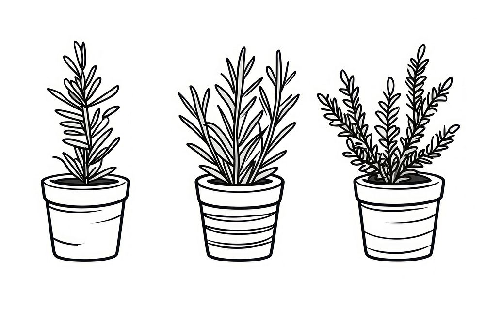 Triple potted rosemary drawing sketch plant.