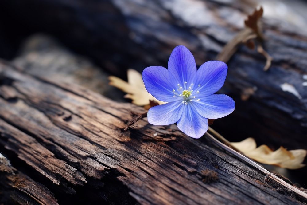 Blue flower of Spring blossom petal plant.